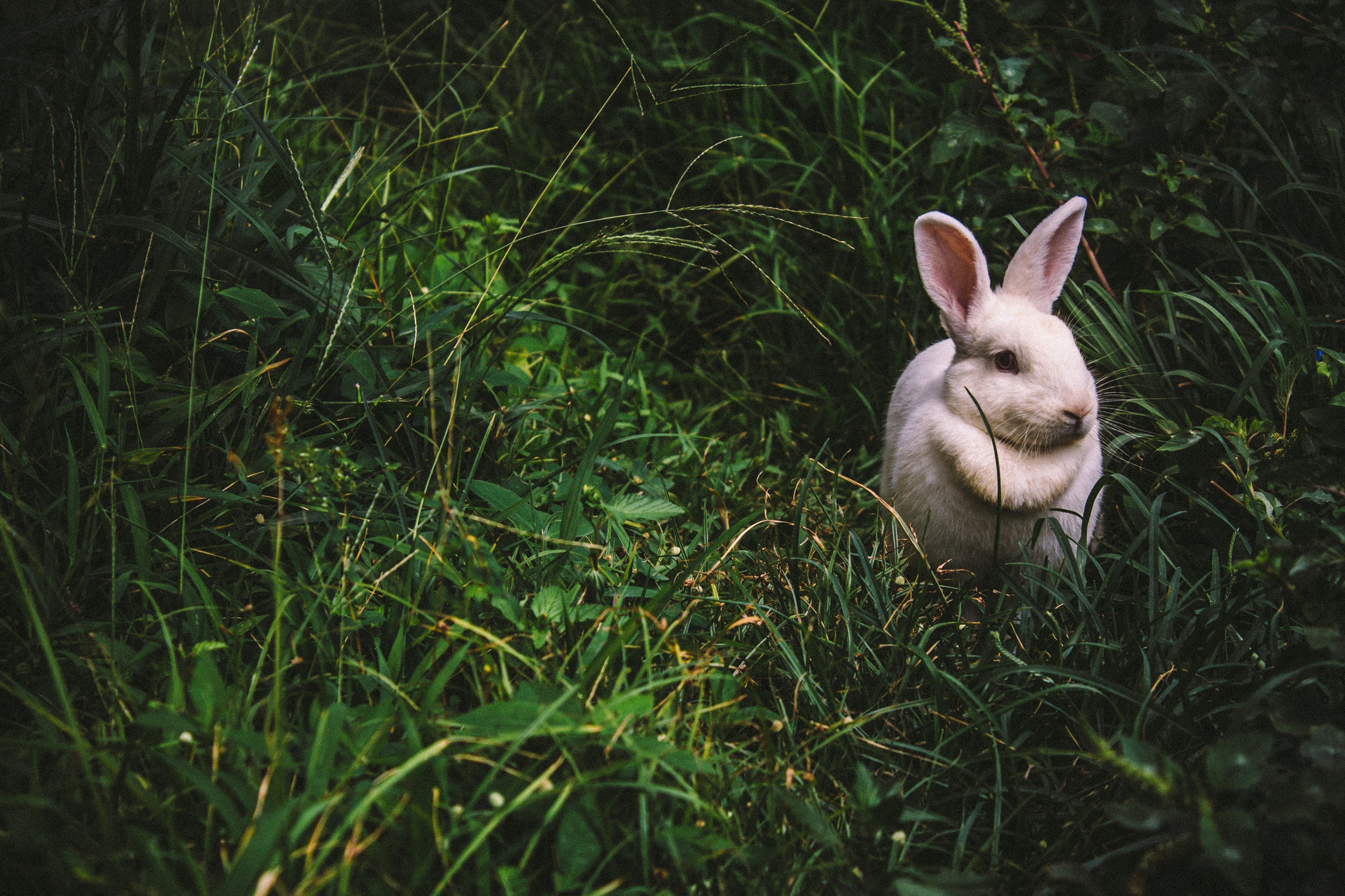 job-hopping, bunny